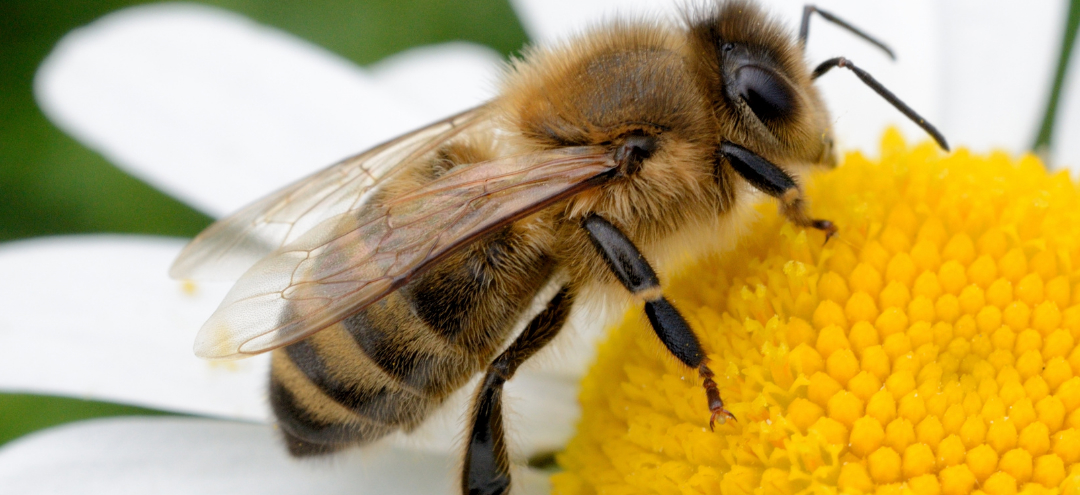 Bee Stings Bee Stings